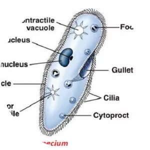 Paramecium - Algae - Whois - xwhos.com