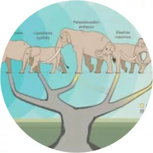 Straight-tusked elephant - Animal - Whois - xwhos.com